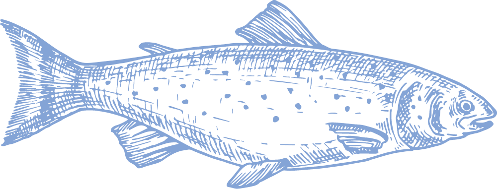 Fiskillustration